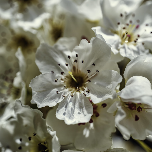 2023-03-Mar-246-Spring Blooms-1