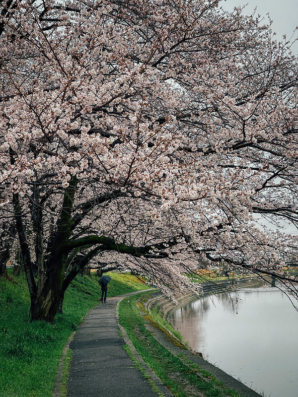 CherryBlossoms_2303_08