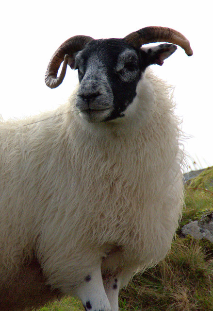 Blackface Sheep