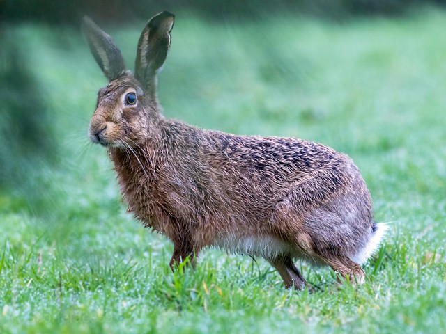 This one almost trod on my foot! Hare. E.Staffs.