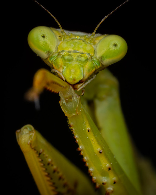 Green Mantis 9-13-22