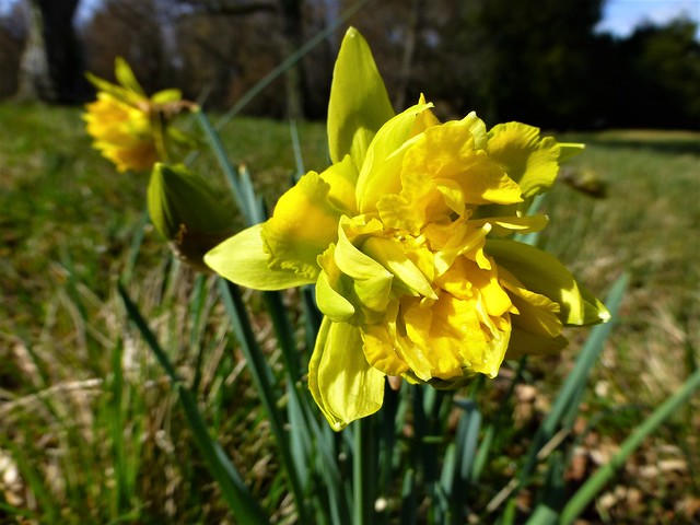 03.20.23. Daffodil - Jonquille