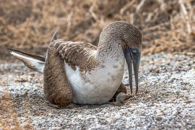 Blue-footed Booby Taking Care Of Junior