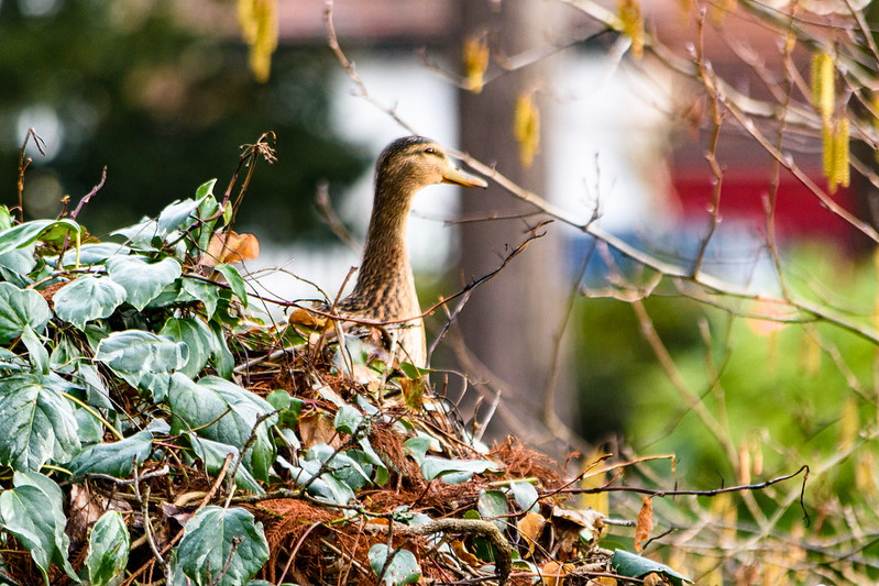 Female mallard high in bush