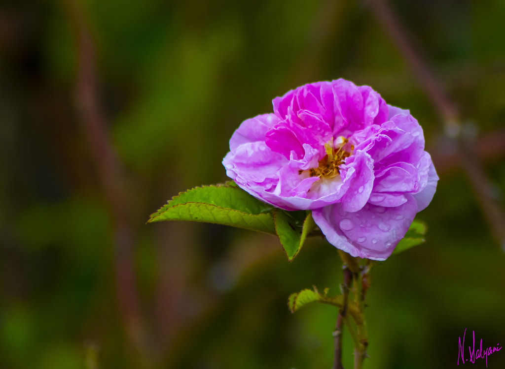 Pink miniature Rose