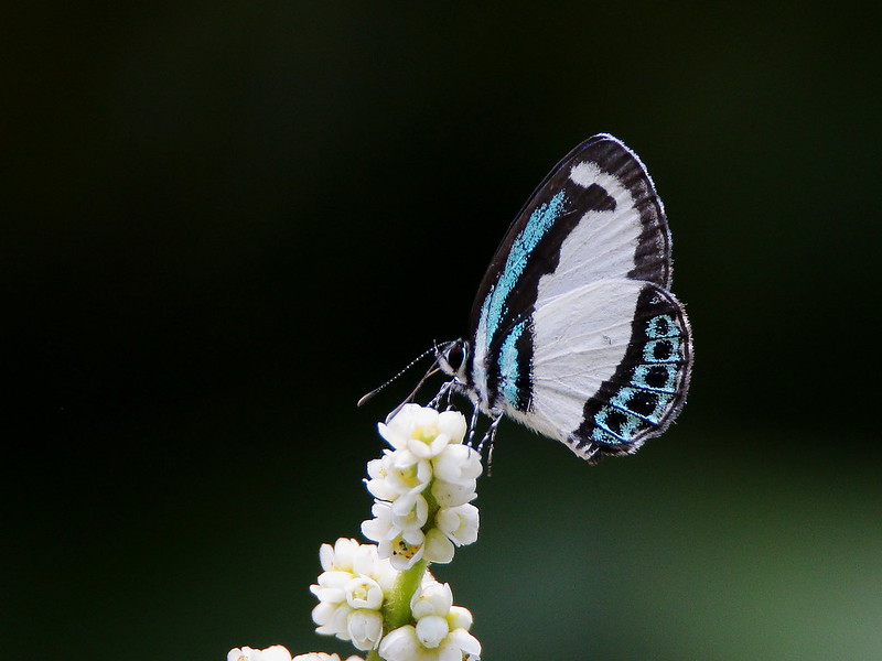 Small Green-banded Blue