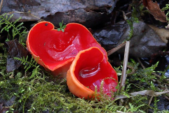 Scarlet Elf Cap (Sarcoscypha coccinea)