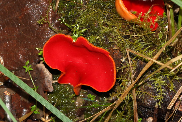 Scarlet Elf Cap (Sarcoscypha coccinea)