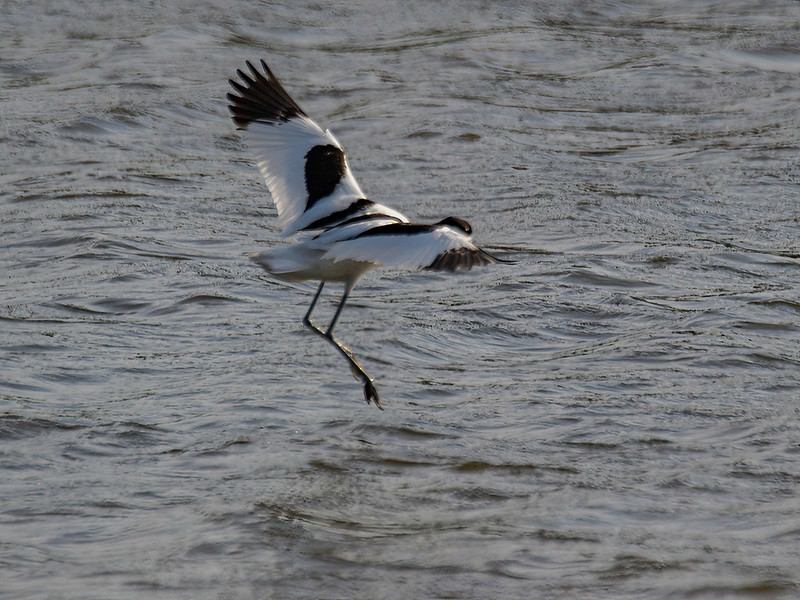 Kluut (Recurvirostra avosetta)-350_0630-bewerkt