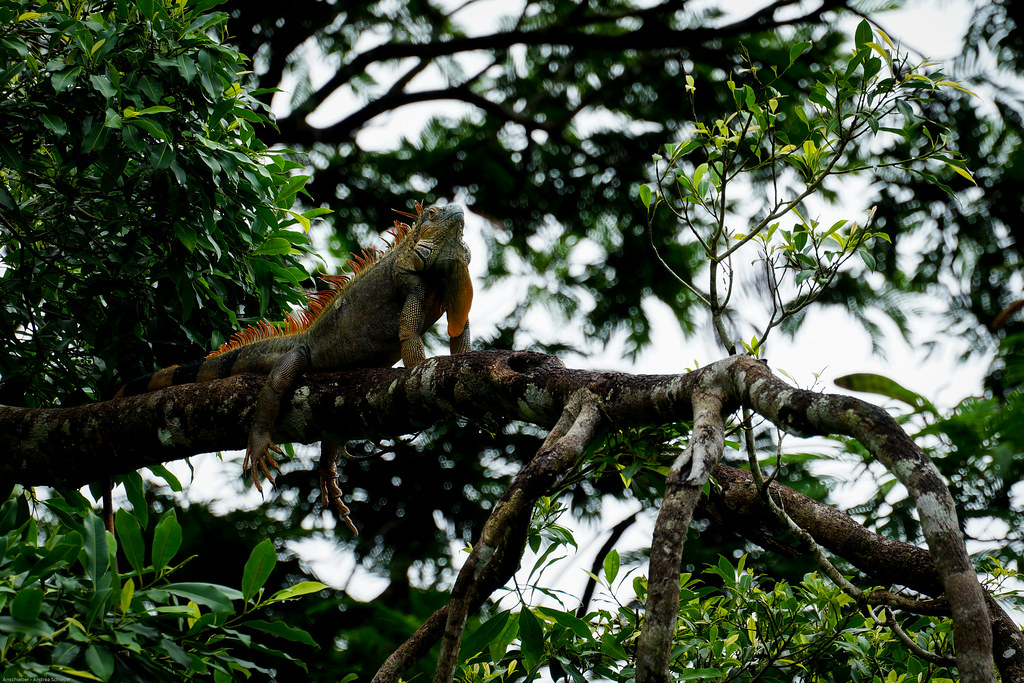 Green iguana | Grüner Leguan (Iguana iguana), Arenal, Costa Rica