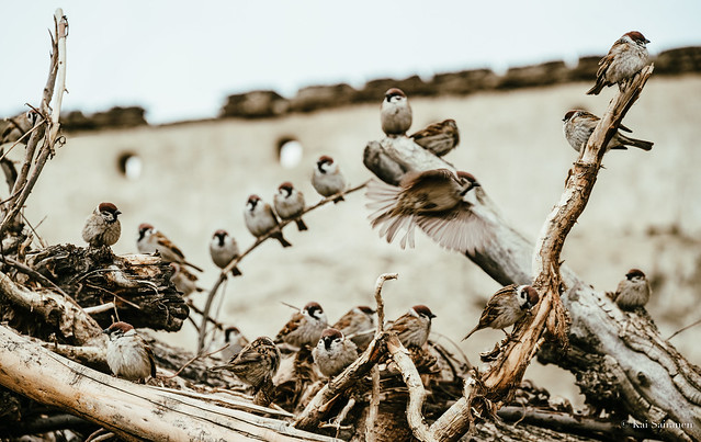 Sparrows of Lo Manthang