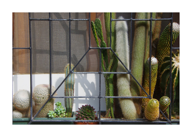 caged cacti