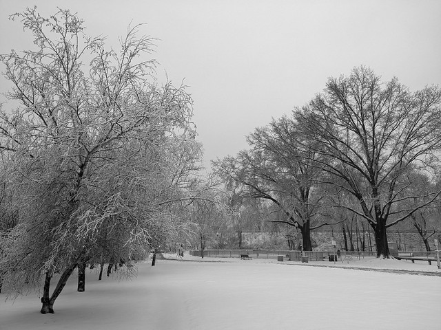 Magnolia Park snowfield