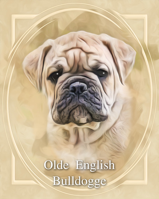 Olde English Bulldogge - Digital Art