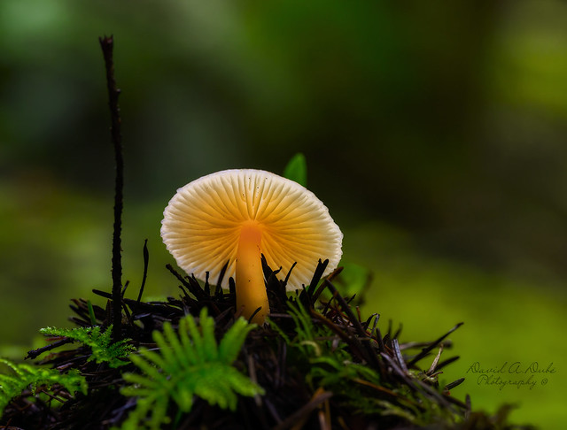 Mushroom backlight ~ Explored
