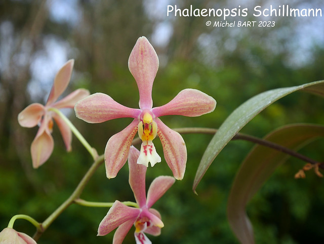 Phalaenopsis Schillmann (Bronze Maiden) 52770544141_b82e2b3364_z