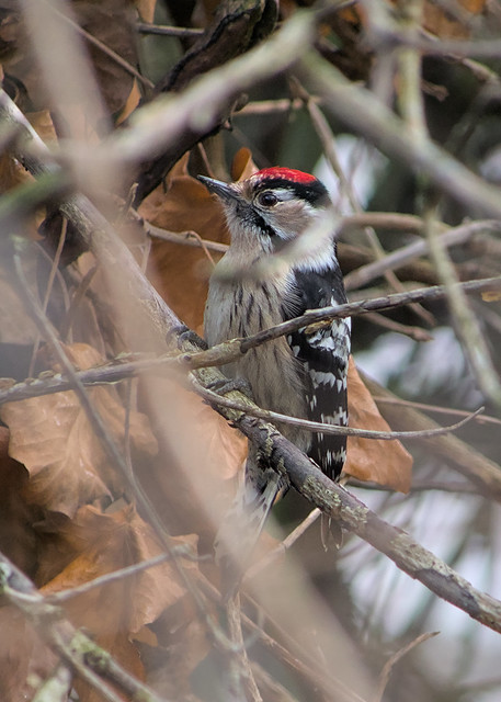 Lesser spotted woodpecker lucky encounter