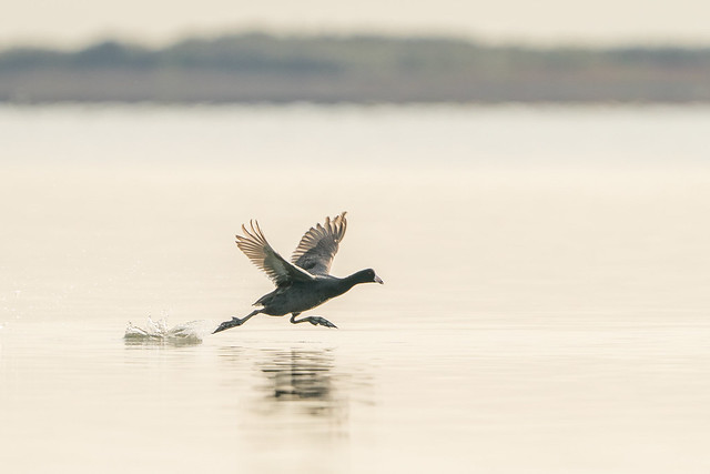 Catching Air (American Coot)