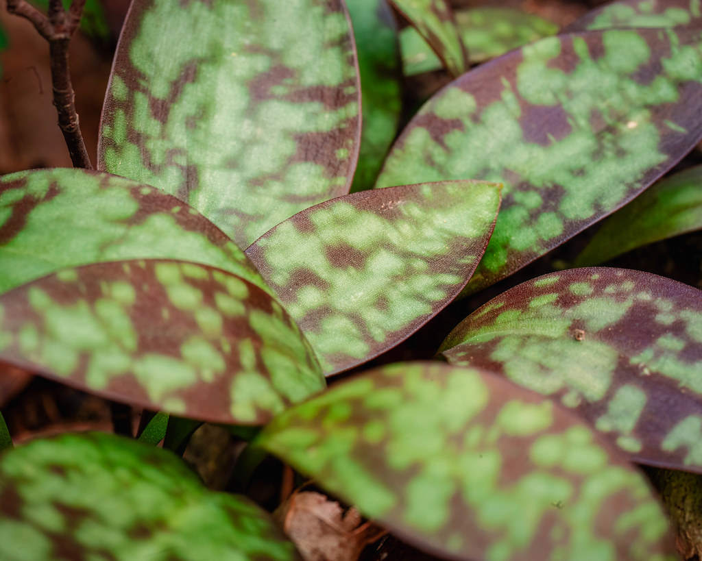 Trout Lily Leaves. Ouachita National Forest. 2023.