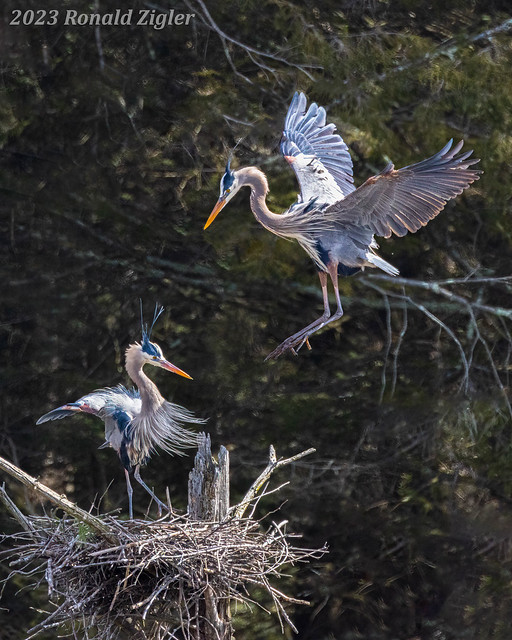 Great Blue Heron Nesting Pair 267A3113