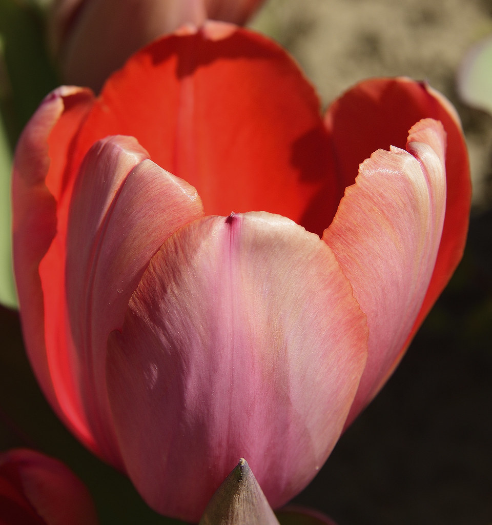 138 of 365 Pastel Pink Tulip with Flame Red Inside