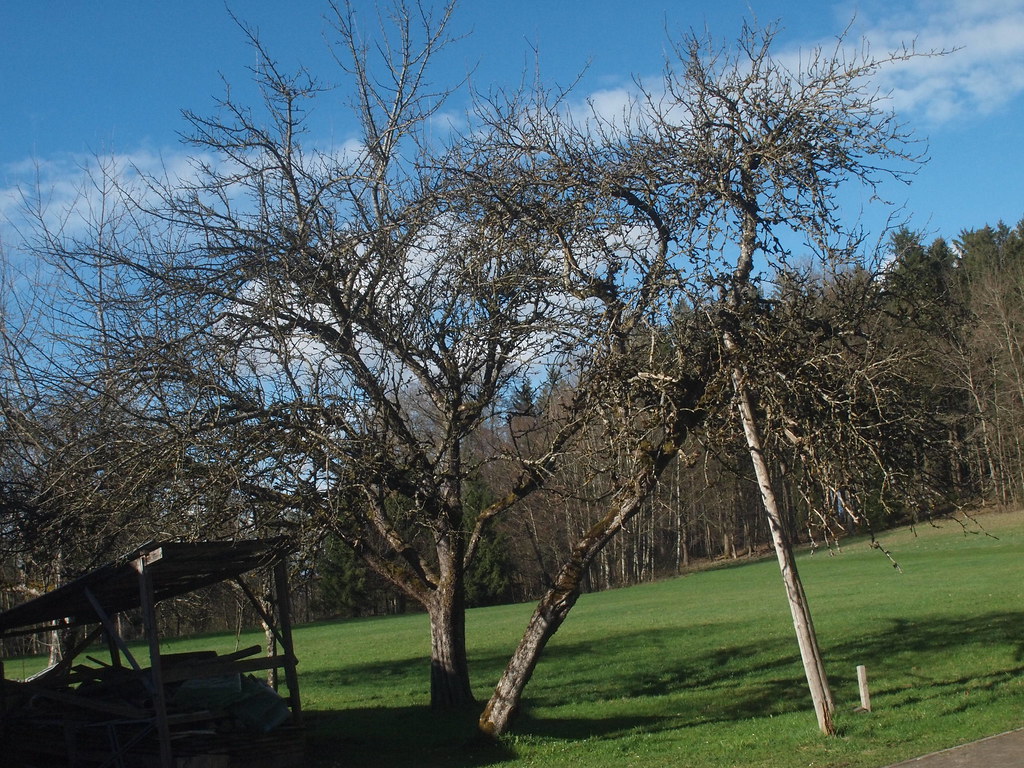 R3250728 Old apple tree in spring
