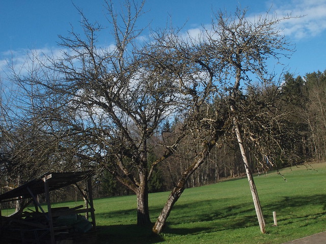 R3250728 Old apple tree in spring