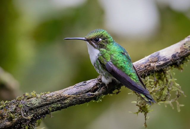 Booted Racket-tail (female)