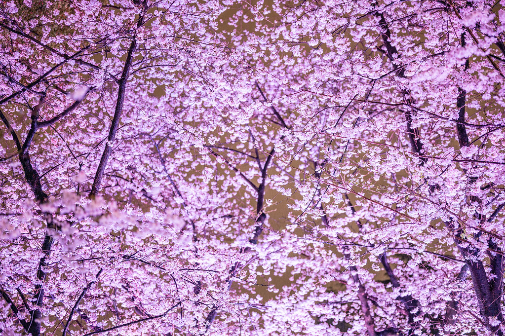 鶴舞公園 夜桜