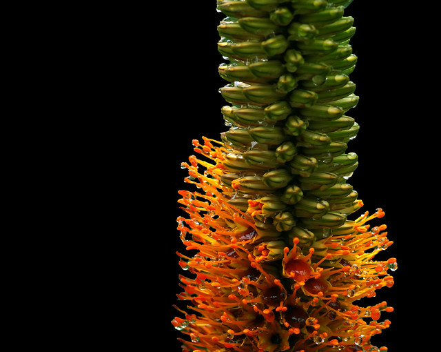 Aloe Speciosa . Closeup of flower bracts and petals