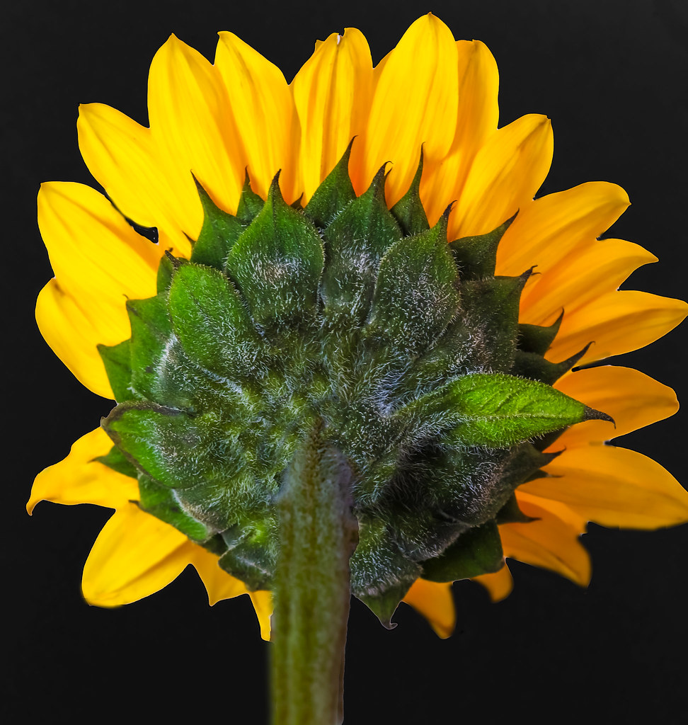 Prairie Sunflower . Closeup . View from rear