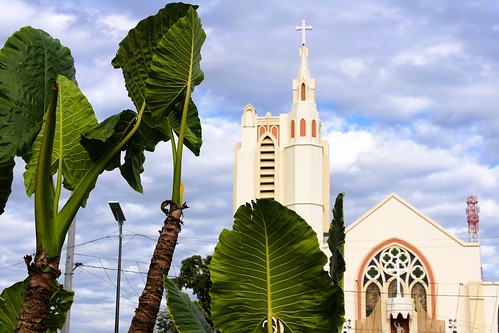 tarlac city luzon philippines asia world trip awesome image taro leaves ornamental plant cathedral religion architecture