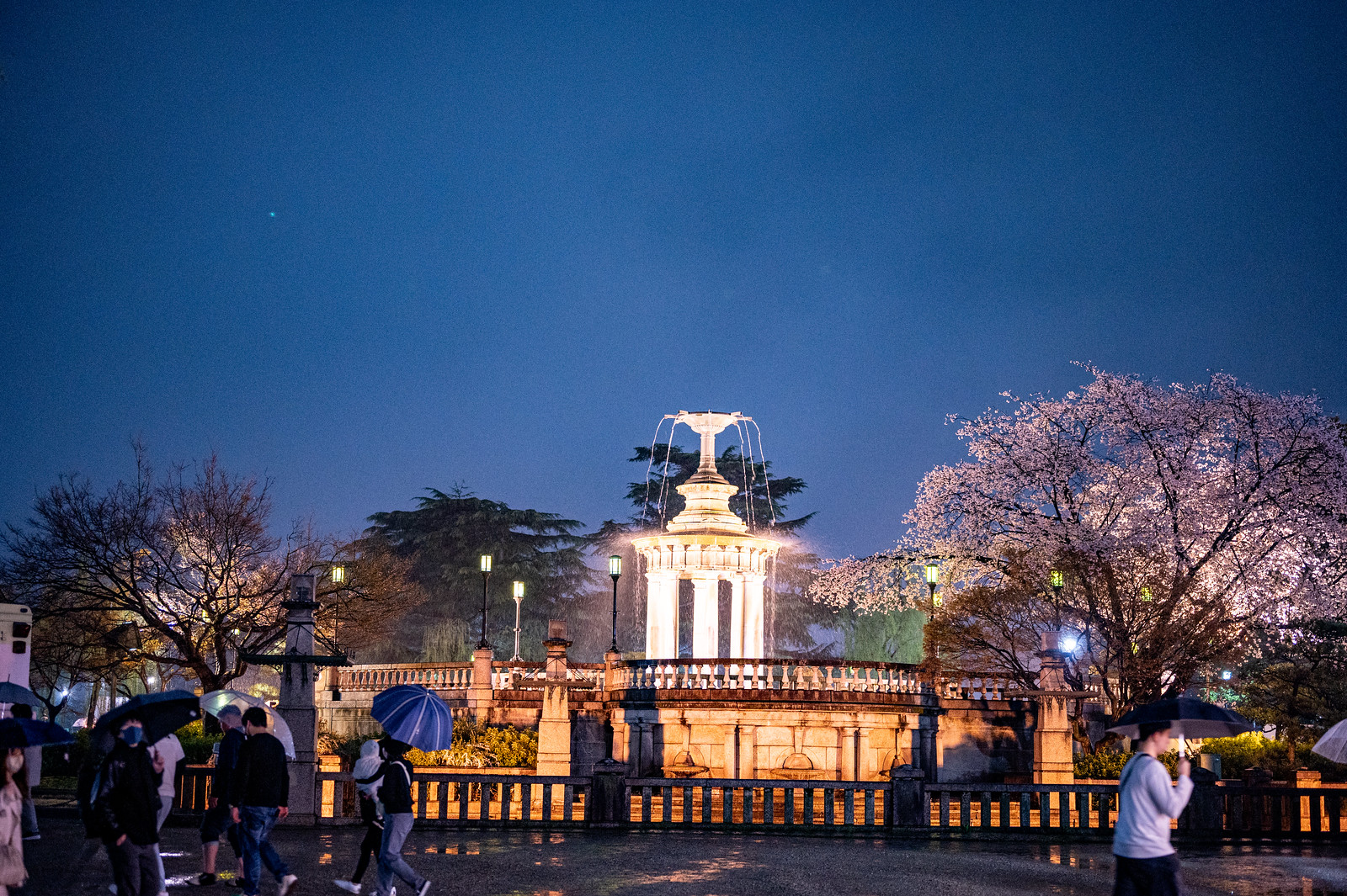 鶴舞公園 夜桜