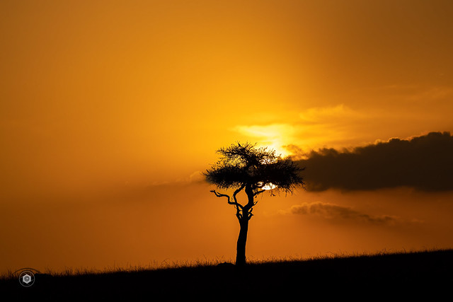 Sunset in the Masai Mara.