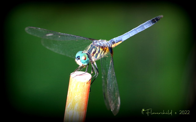 Blue Darner Dragonfly 1