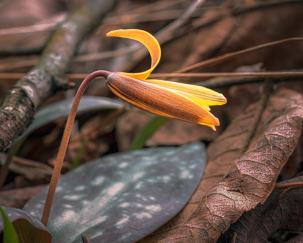 Trout Lily Flower. Ouachita National Forest. 2023.
