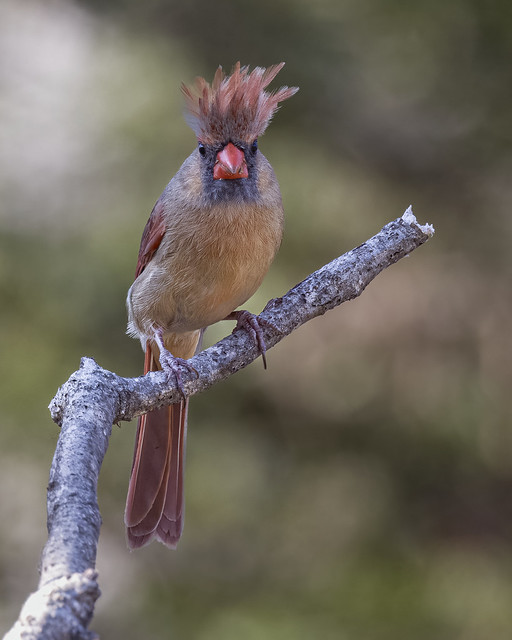 Female Northern Cardinal - I am Groot