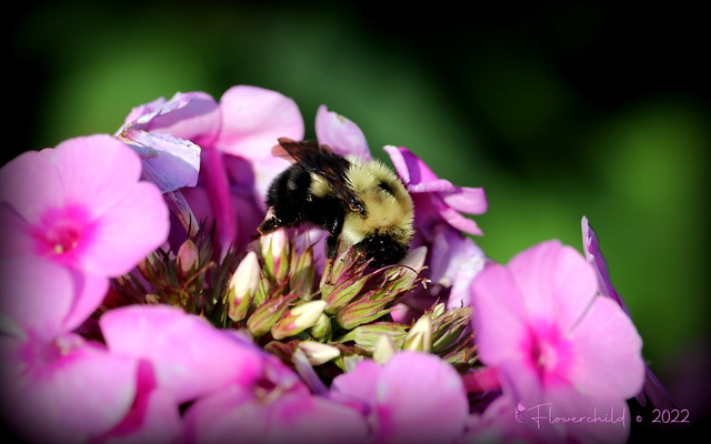 Bumble Bee on Phlox