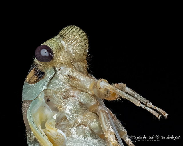 Clanger cicada (Psaltoda claripennis)