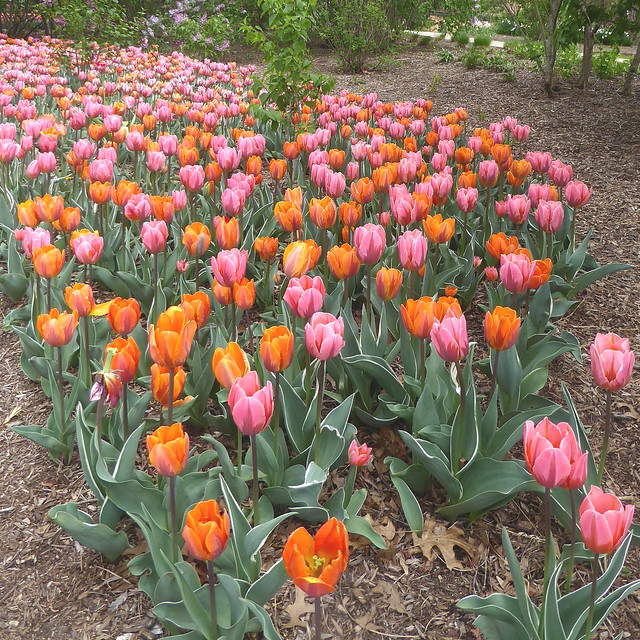Lombard, IL, Lilacia Park, Tulip Bed