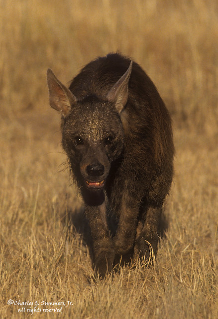 Brown Hyena on the prowl 05790-00806