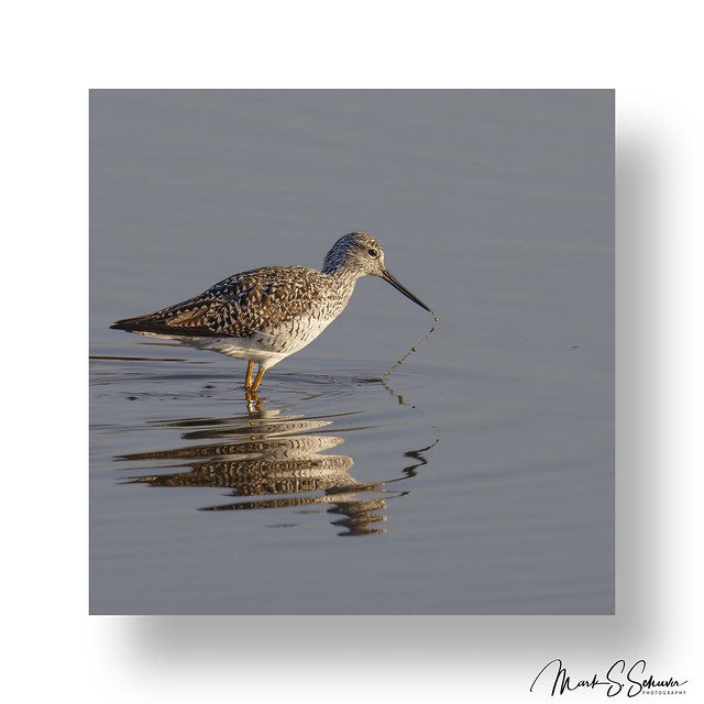 Greater Yellowlegs at Eagle Bluffs Conservation Area March 26, 2023