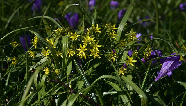 Krokusblüte (Crocus napolitanus) im Schlossgarten - die Zeit der Gelbsterne (Gagea sp.)  ist gekommen; Husum, NF (4)