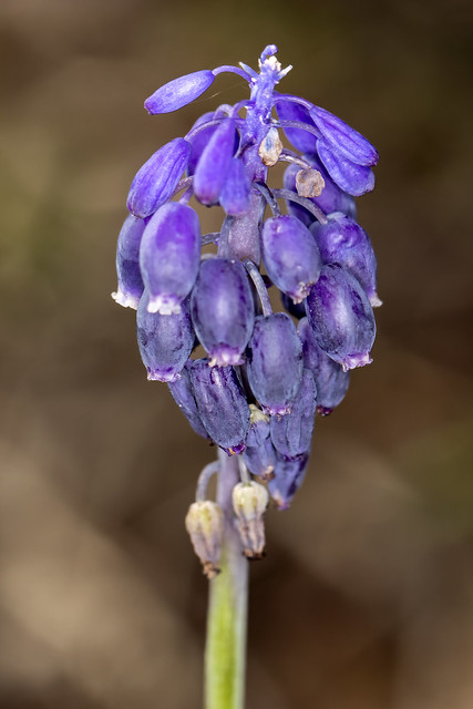 Muscari sp., Flat Rock Cedar Glades and Barrens SNA, Rutherford County, Tennessee