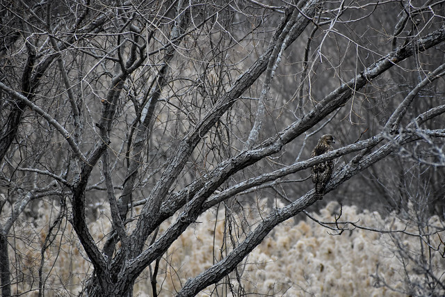 juvenile redtail in cottonwood