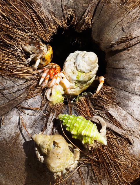 E5C4P3!  Hermit crabs with bulging eyestalks fleeing a coconut that I picked up on a beach in Saipan.  Yellow, Red, Green; all the colours of the stoplight!  The red one is looking right at me!  PB253548_ps1