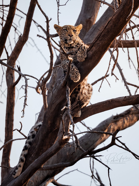 Morning Leopard in Tree