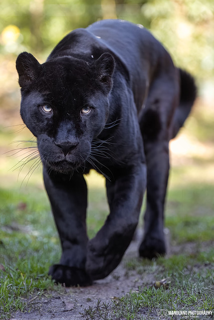 Black Jaguar - Zoo Amneville