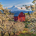 Mt. Hood and Pear Orchards