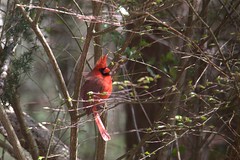 Wind blown Northern Cardinal male_19Mar23 (2)
